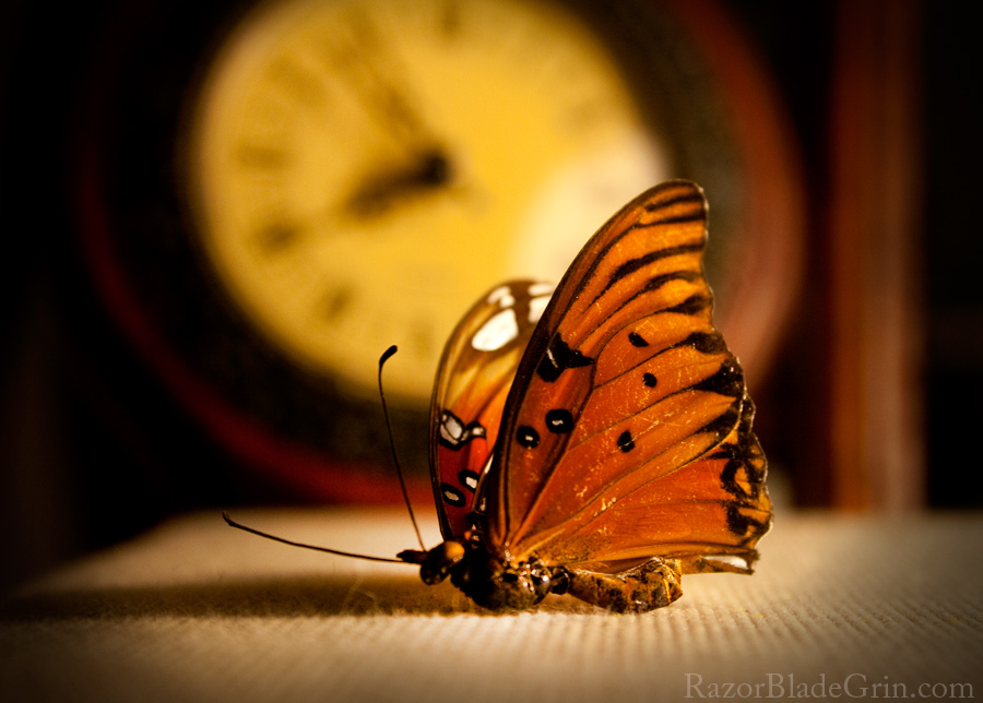butterfly